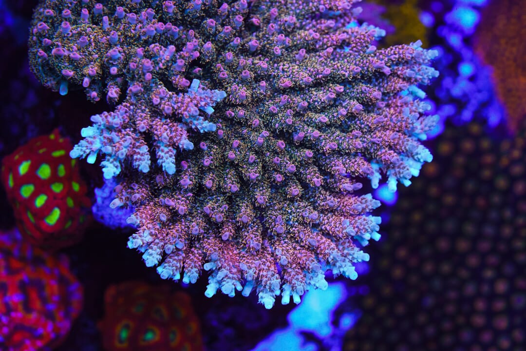 WWC Hollywood Dreams Acropora