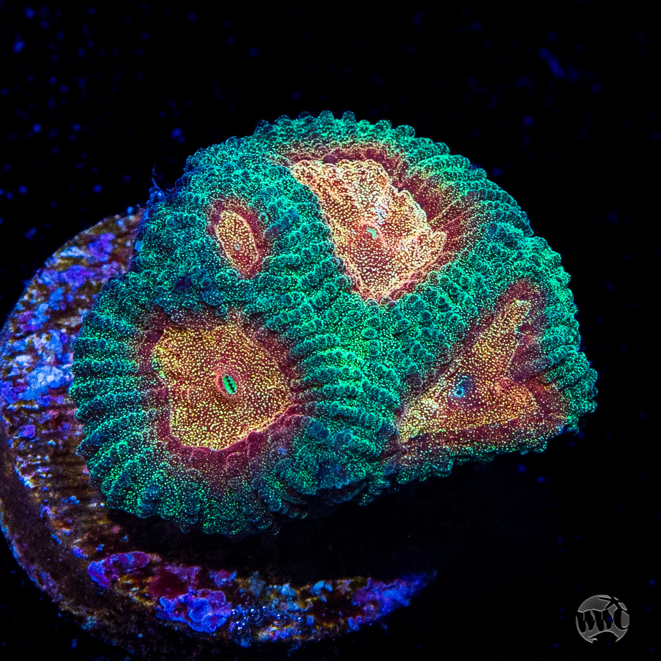 WWC Honey Pot Favia Coral