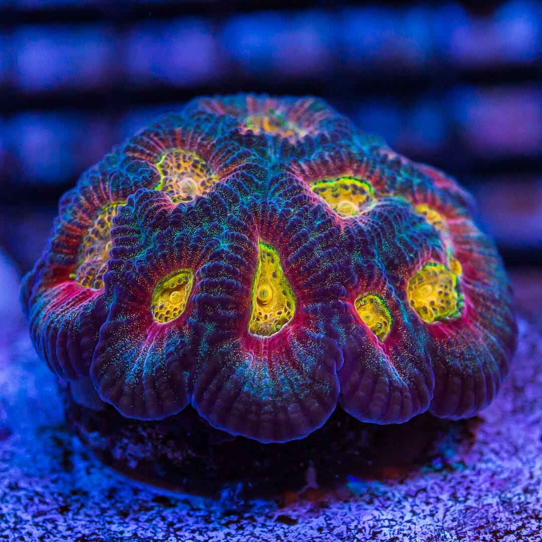 WWC Honey pot Favia - Mother Colony Photo