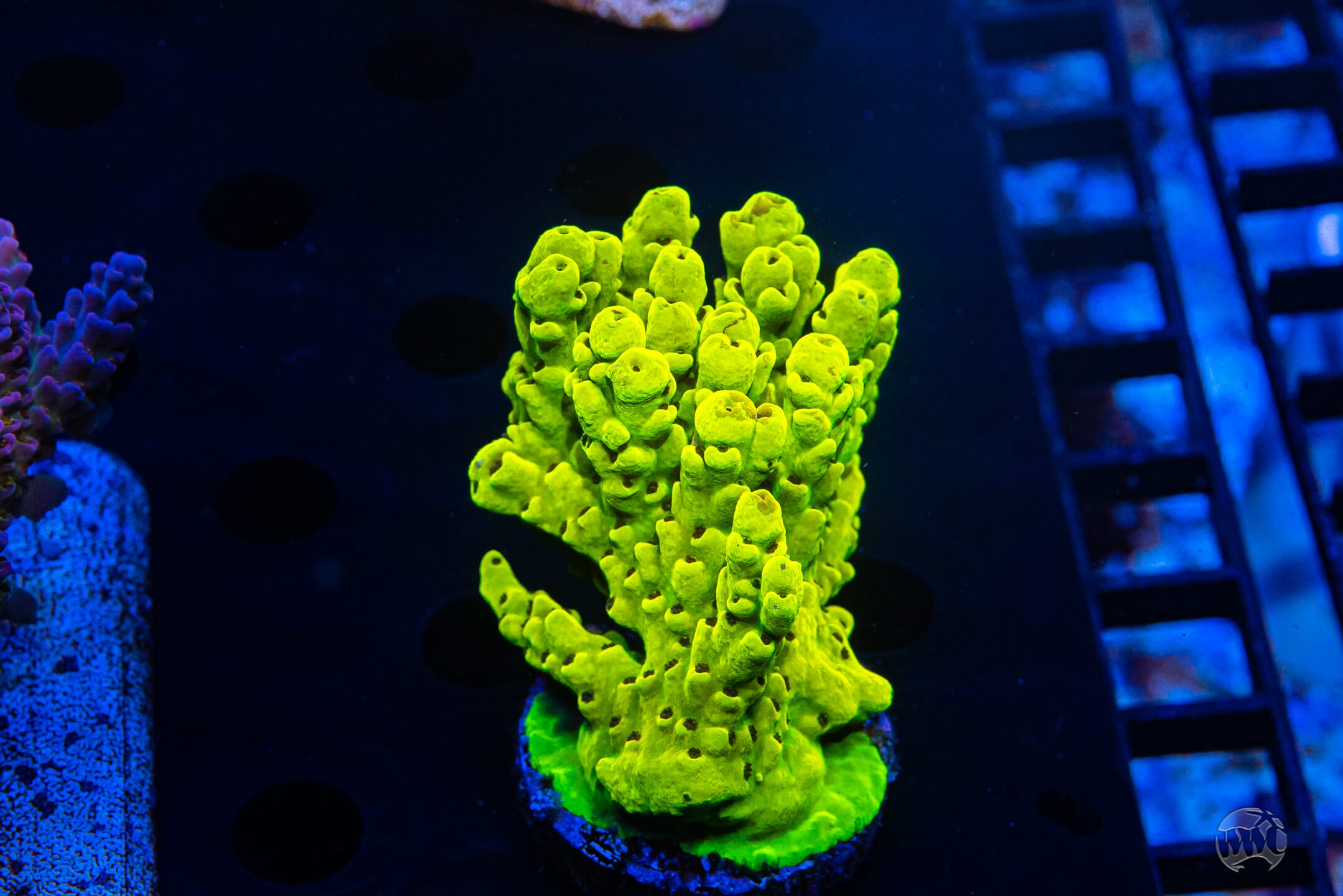 WWC Honeycomb Acropora - Mother Colony