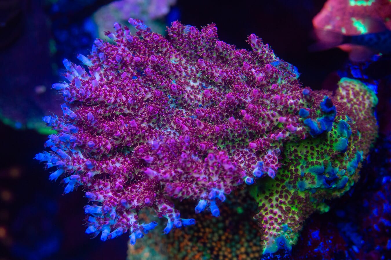 WWC Hyper Pink Acropora - Mother Colony Photo