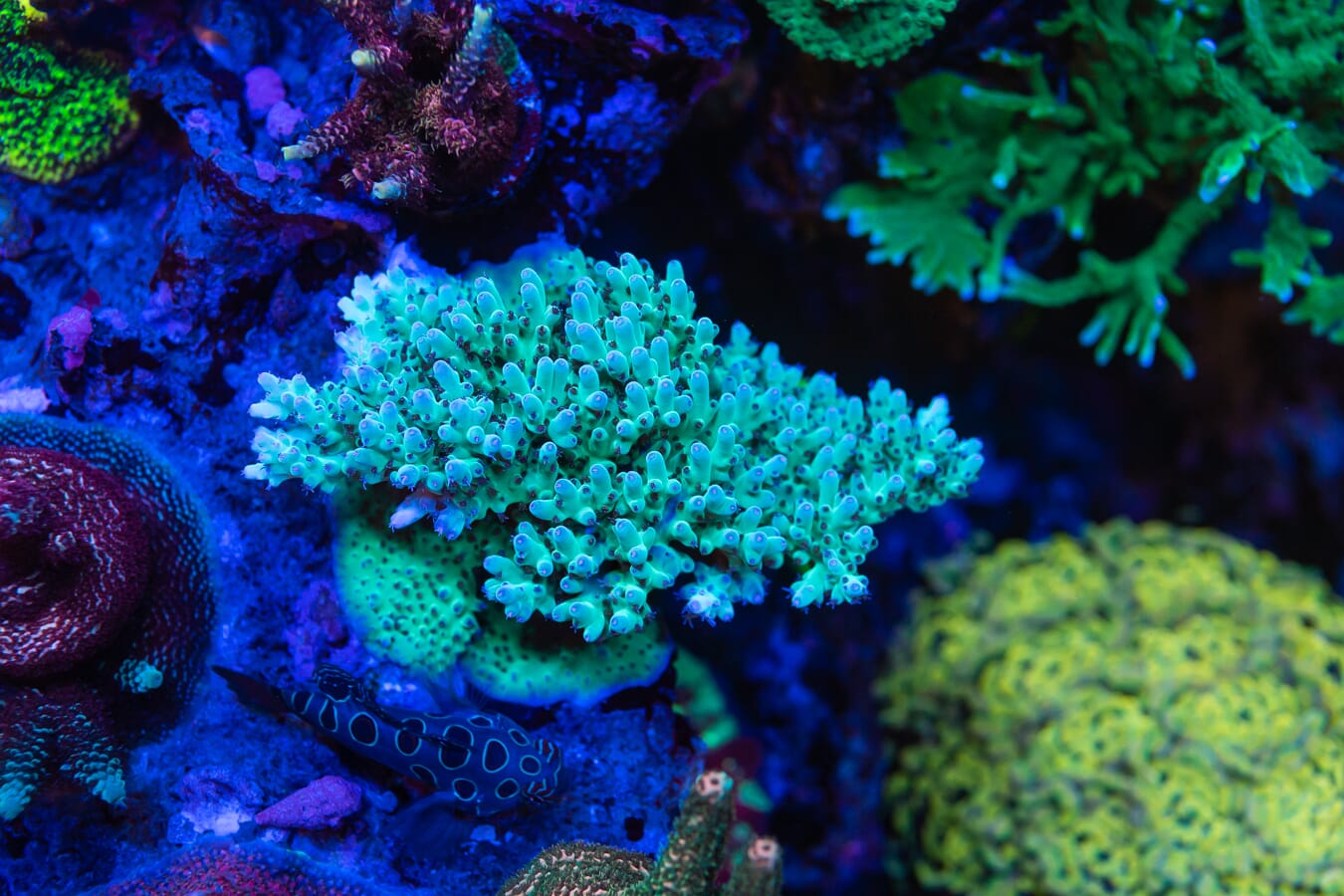 WWC Ice Breaker Acropora - Mother Colony Photo