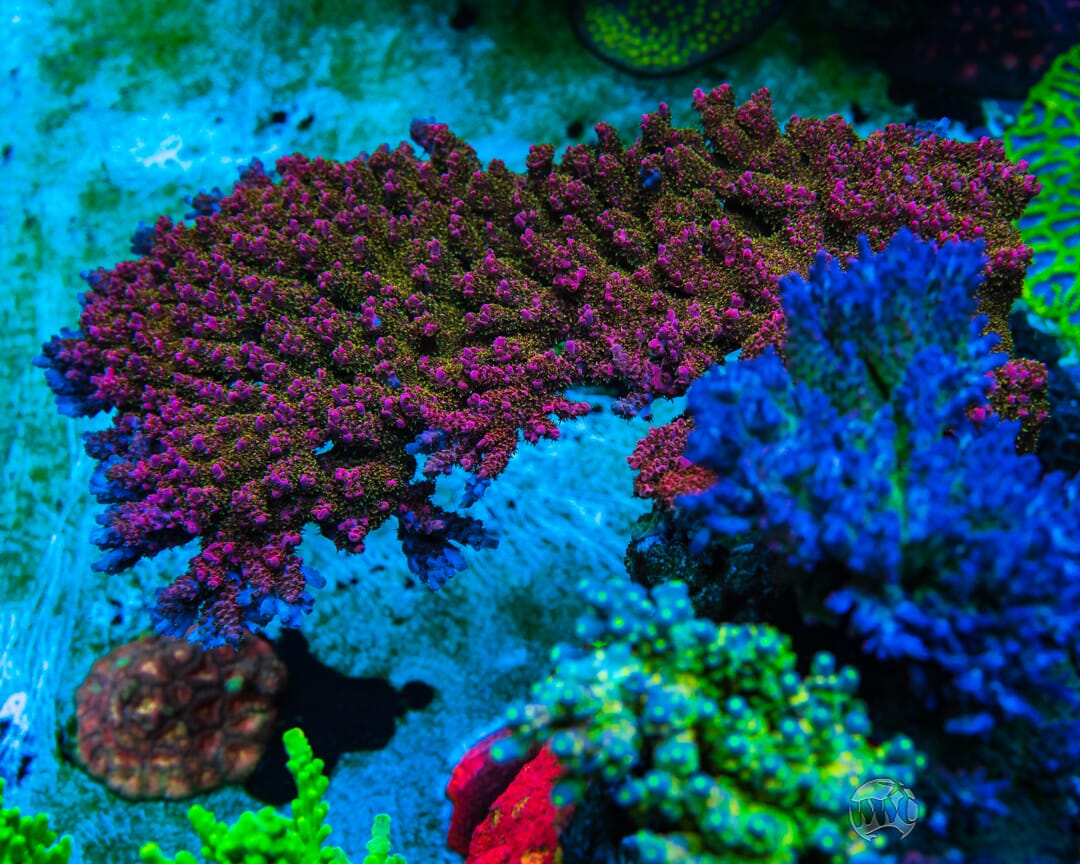 WWC Jello Shot Acropora - Mother Colony