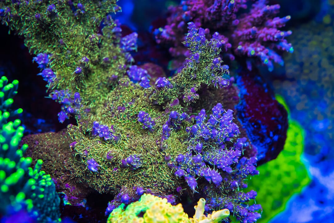 WWC Juicy Fruit Acropora - Mother Colony Photo