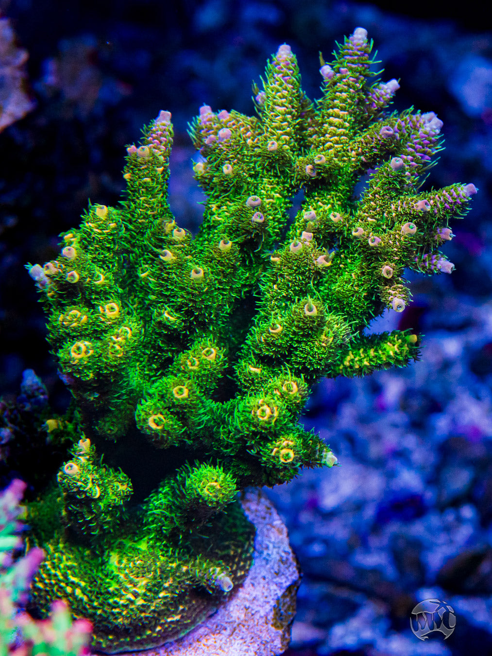 WWC Kentucky Jesus Mille Acropora