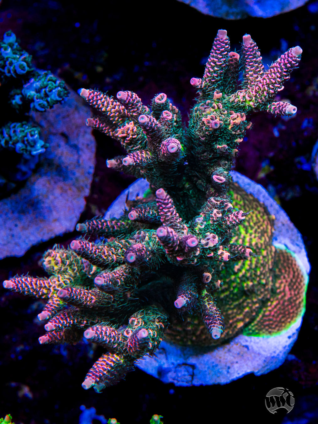 WWC King Dingaling Mille Acropora