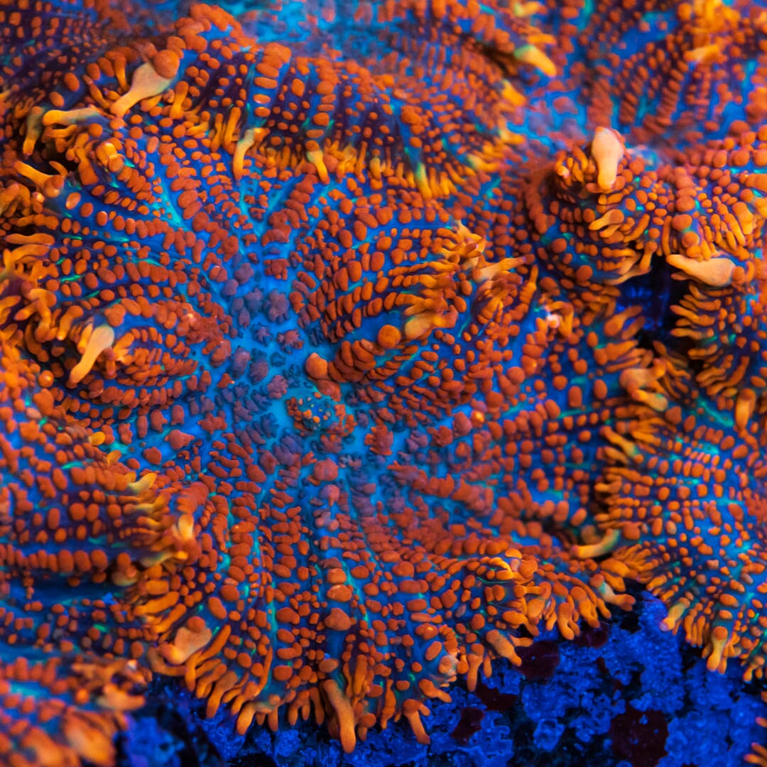 WWC King Julius Bounce Rhodactis Mushroom - Mother Colony