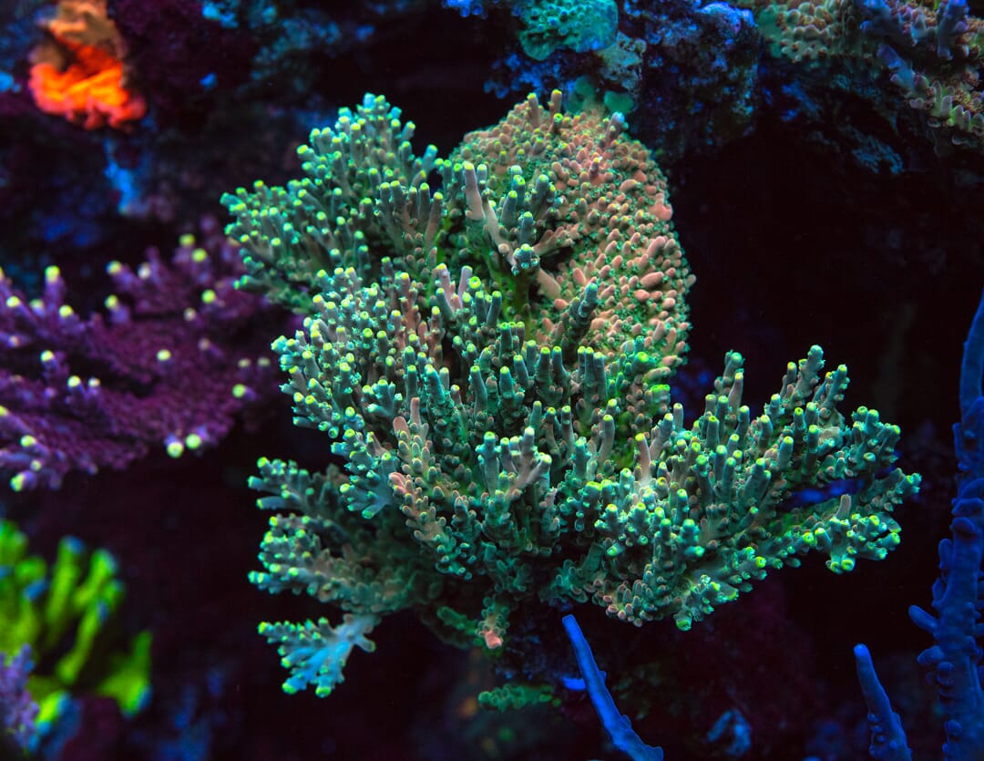 WWC King Kiwi Acropora - Mother Colony