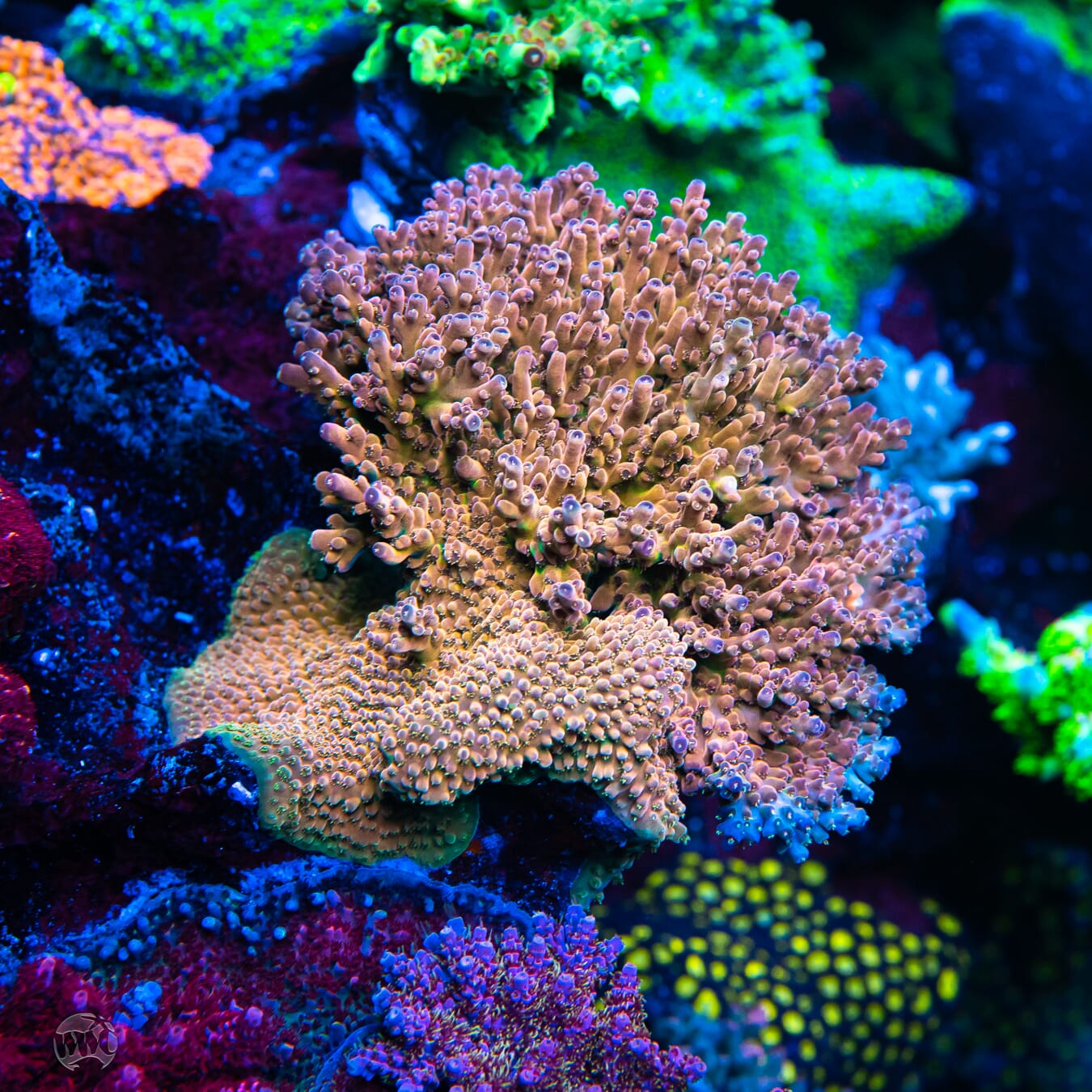 WWC Knee Jerk Acropora - Mother Colony Photo