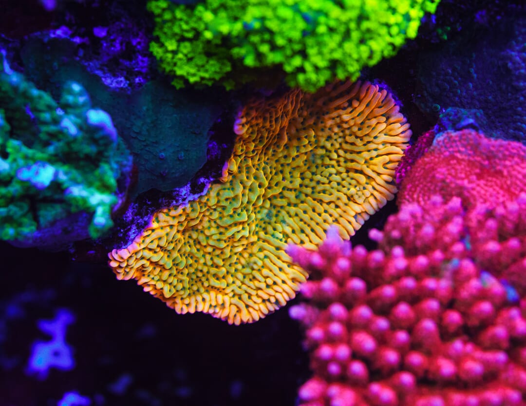 WWC Kung Pow Montipora - Mother Colony Photo