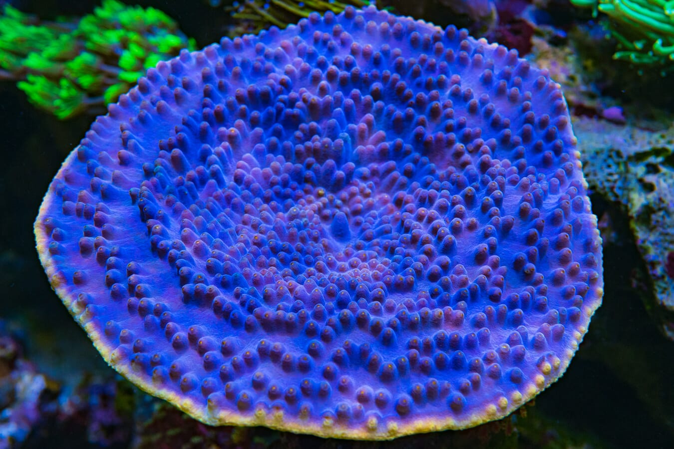 WWC Lakerz Turbinaria Coral