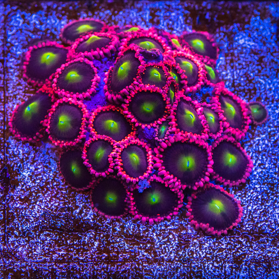 WWC Laffy Taffy Zoanthids
