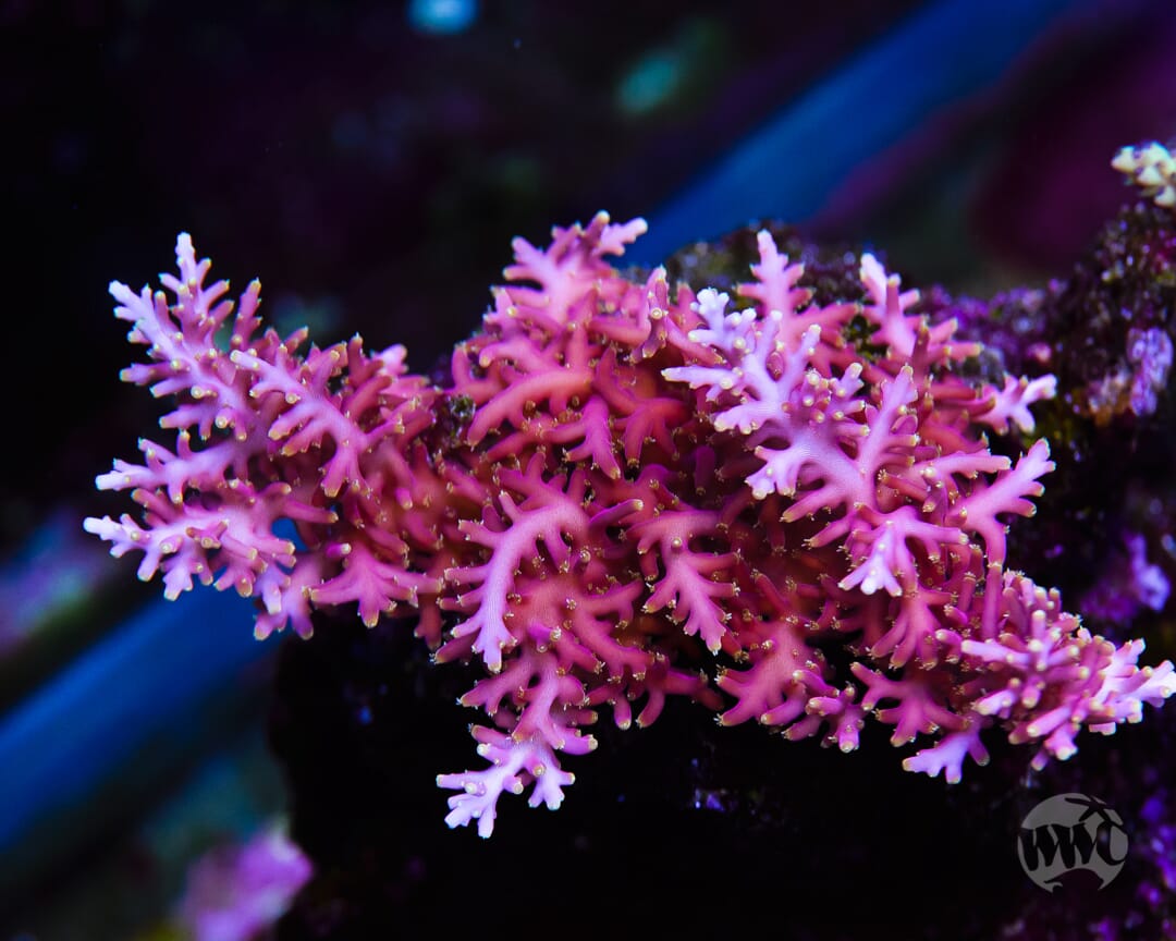 WWC Little Red Ferrari Acropora - Mother Colony