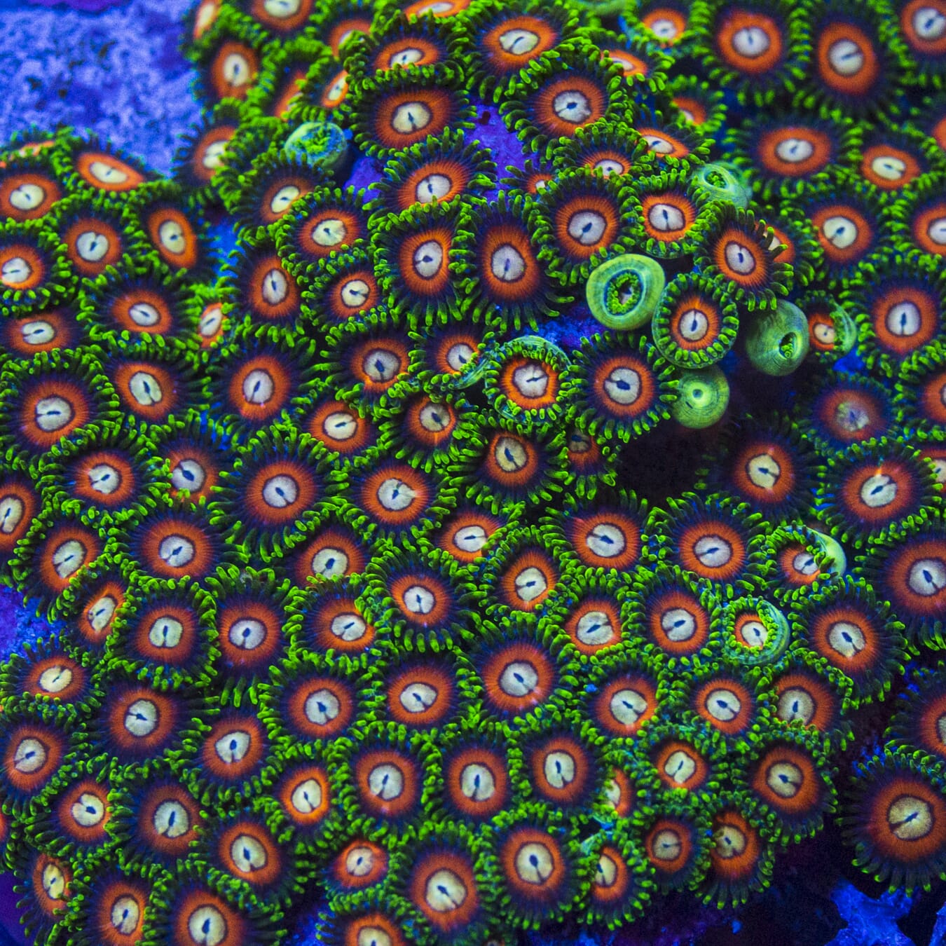 WWC Fizzy Lizzy Zoanthids - Mother Colony