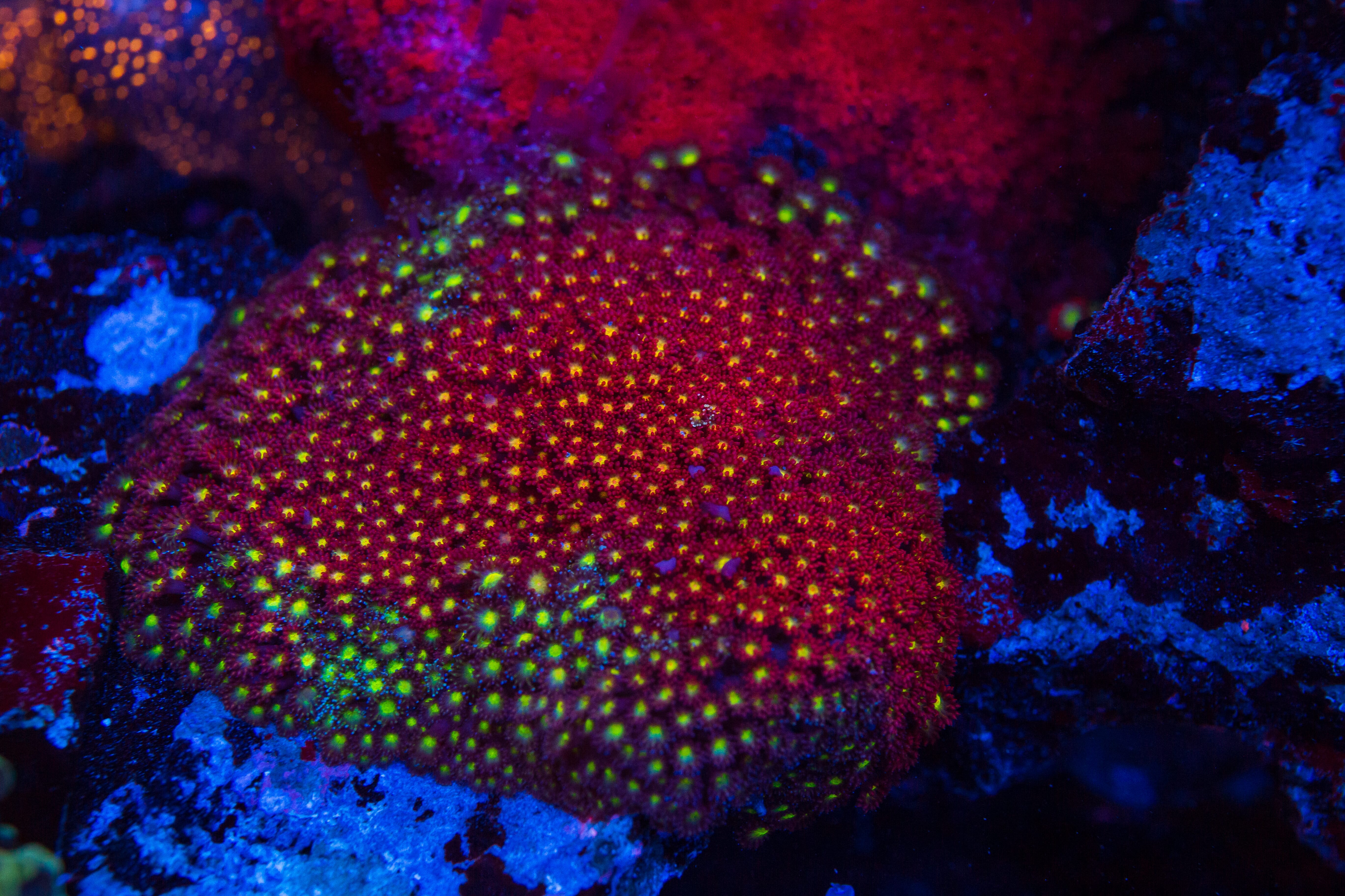 WWC Mai Tai Micro Goniopora - Mother Colony Photo