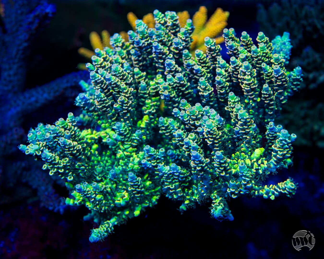 WWC Malibu Surfer Acropora - Mother Colony Photo