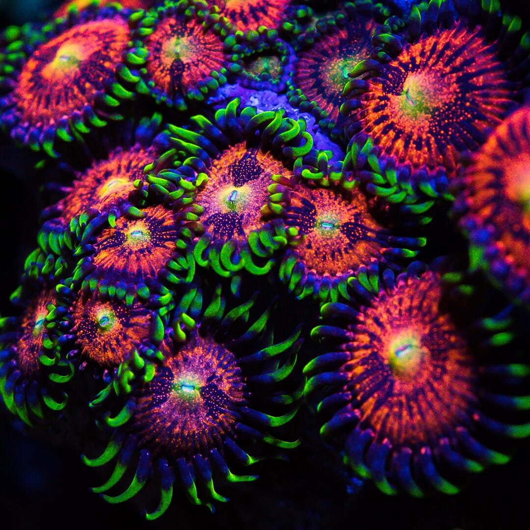 WWC Mambo Jambo Zoanthids - Mother Colony