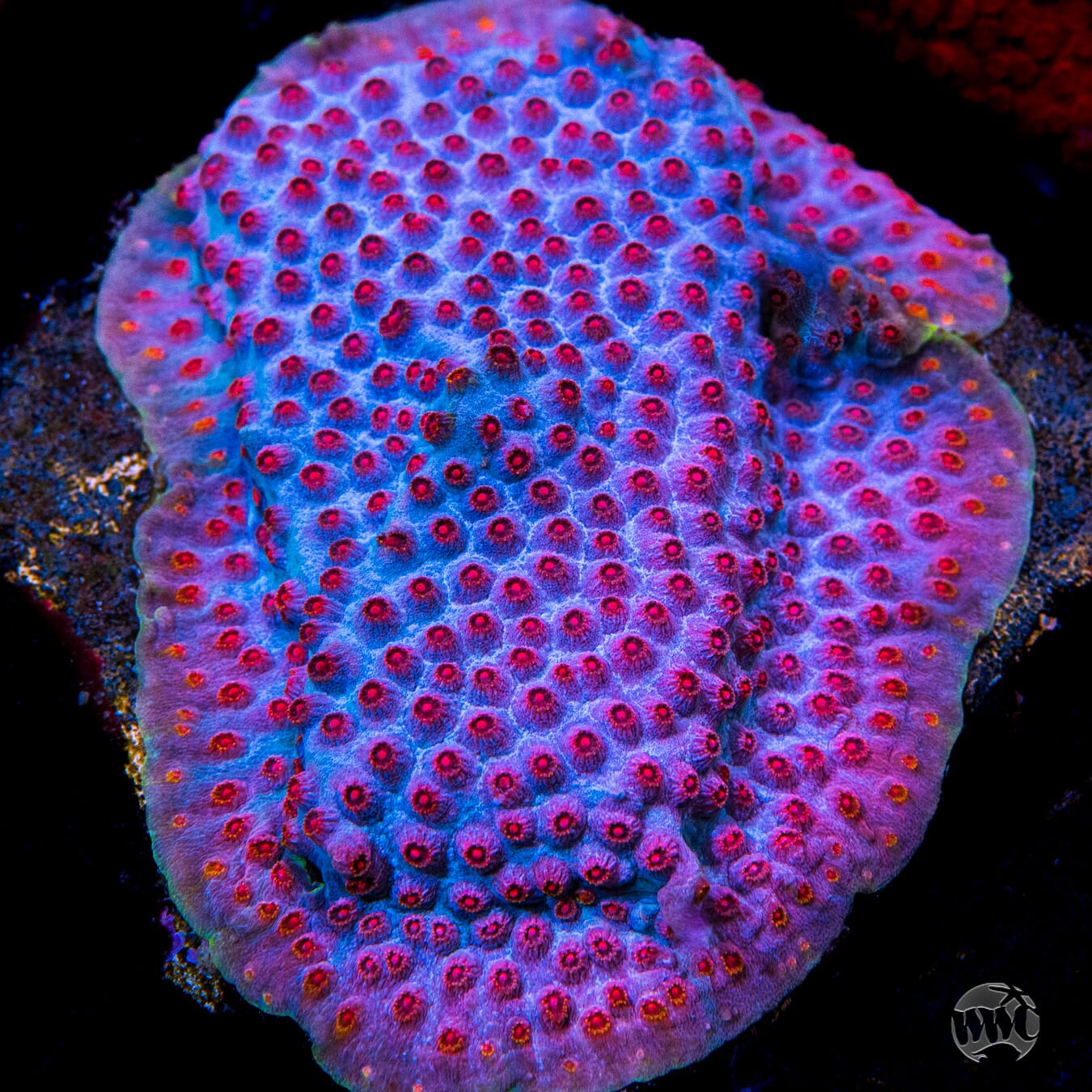 WWC Master Blaster Cyphastrea - Mother Colony Photo