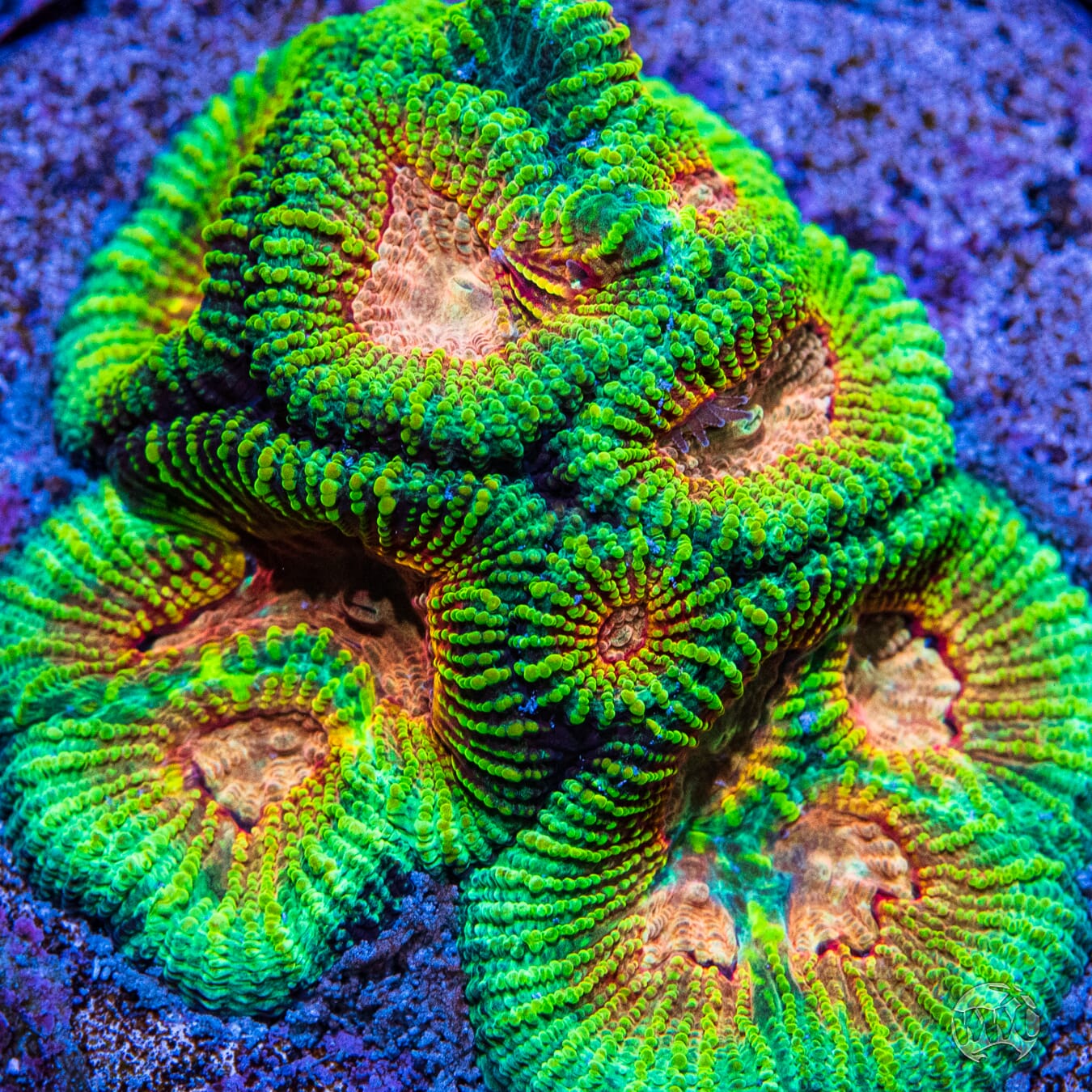 Mayan Rose Favia Coral