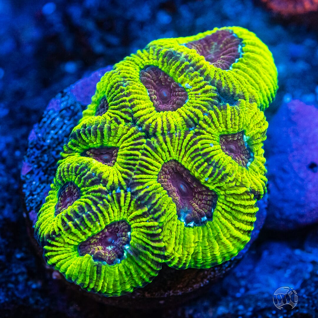 WWC Mayan Sun Favia - Mother Colony