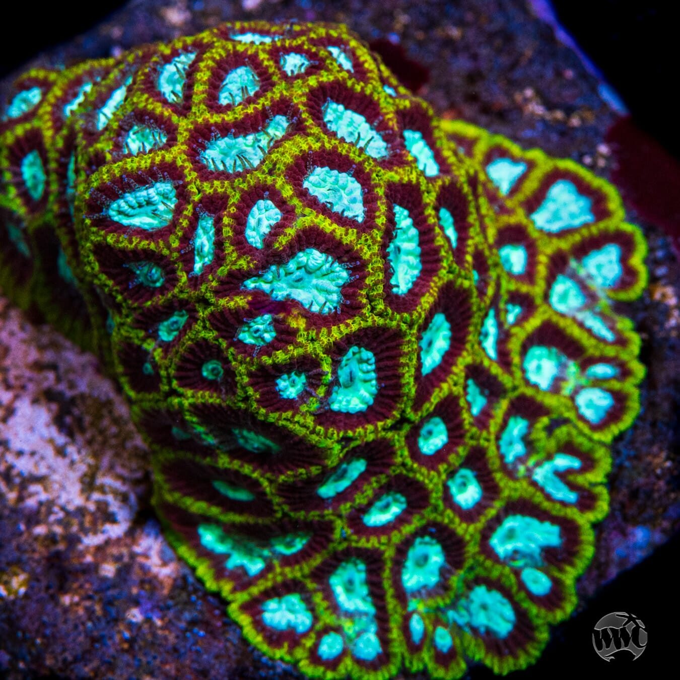 WWC Megatron Favia - Mother Colony