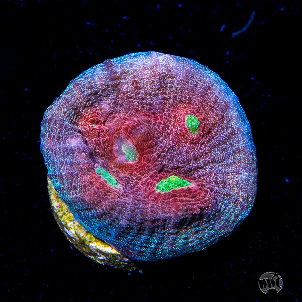 WWC Merlot Mycedium Chalice