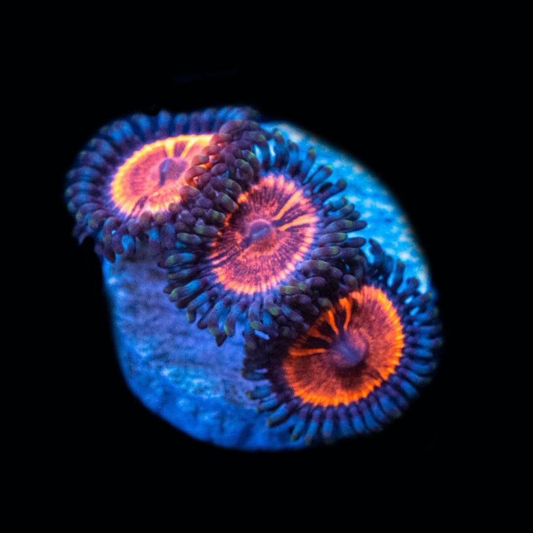 WWC Metallic Red Zoanthids