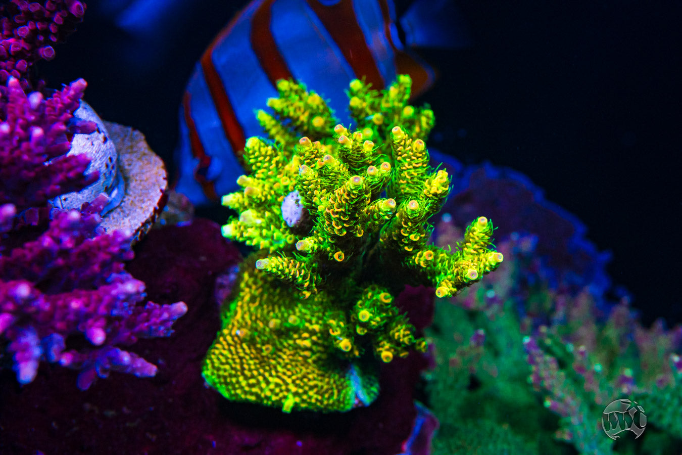 WWC Miami Napalm Mille Acropora