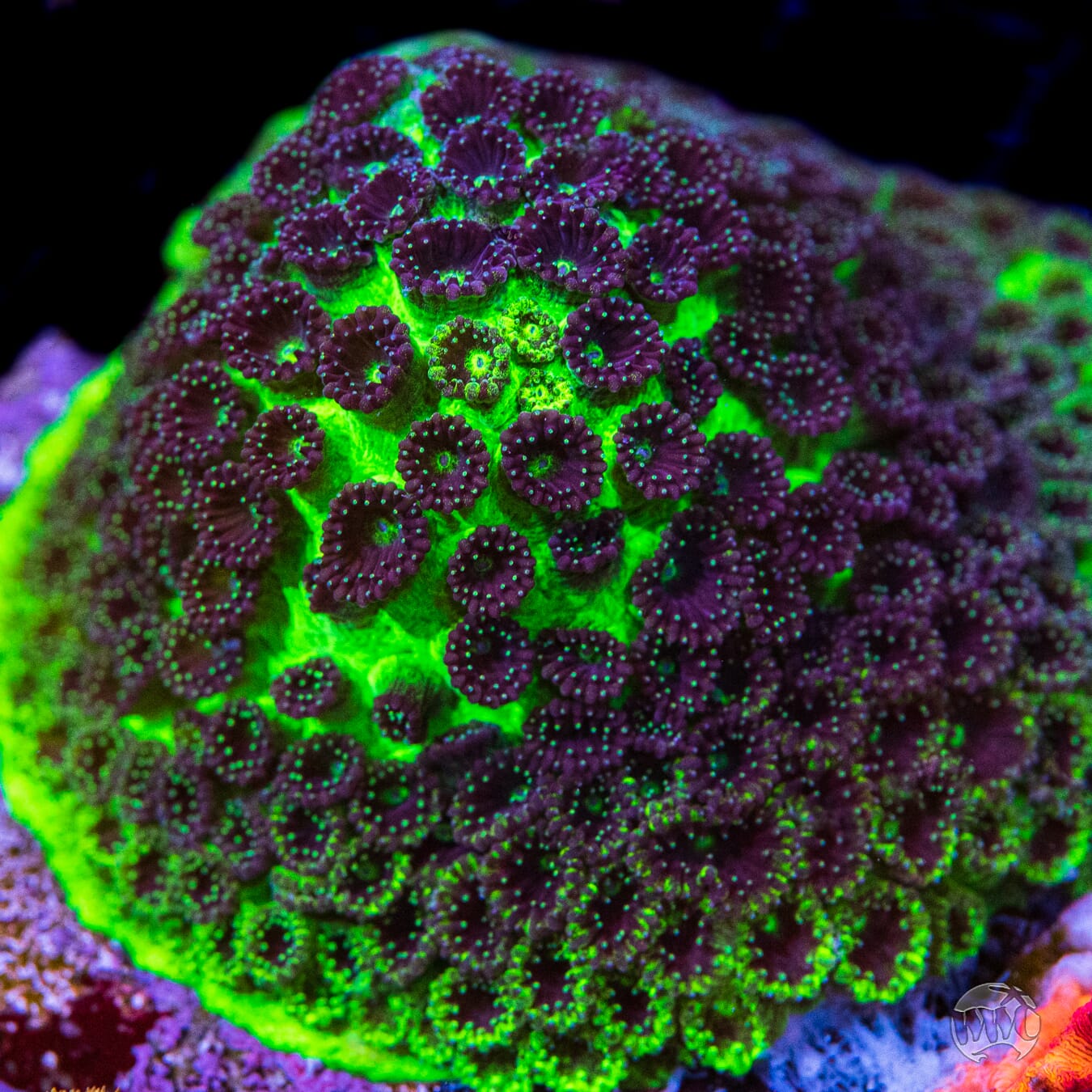 WWC Mint Chip Plesiastrea Coral