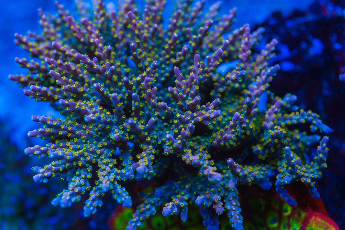 WWC Mojo Man Acropora - Mother Colony Photo