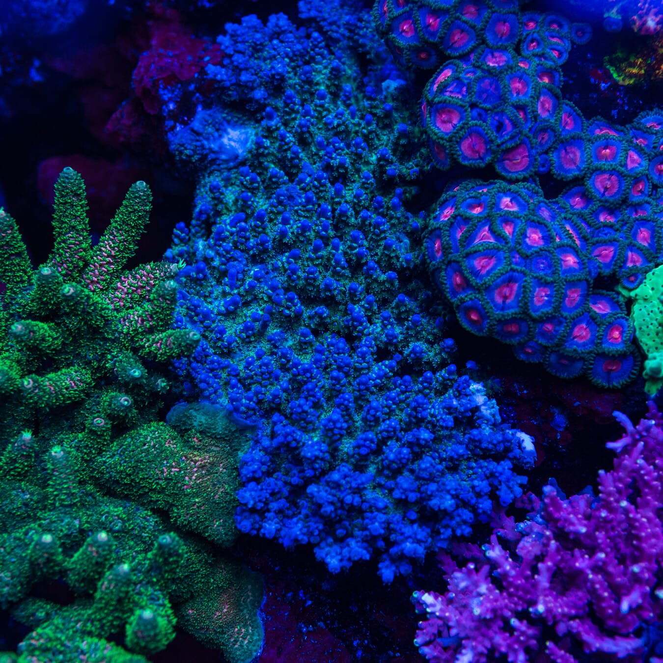 WWC Mr Freeze Acropora - Mother Colony Photo