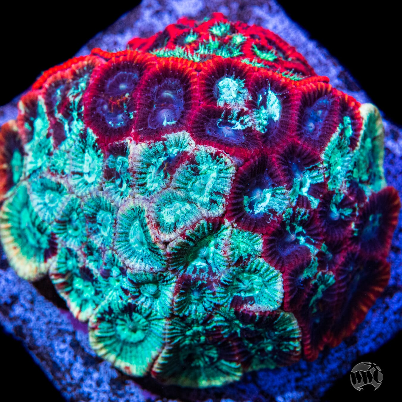 WWC Ms Marvel Favia - Mother Colony Photo