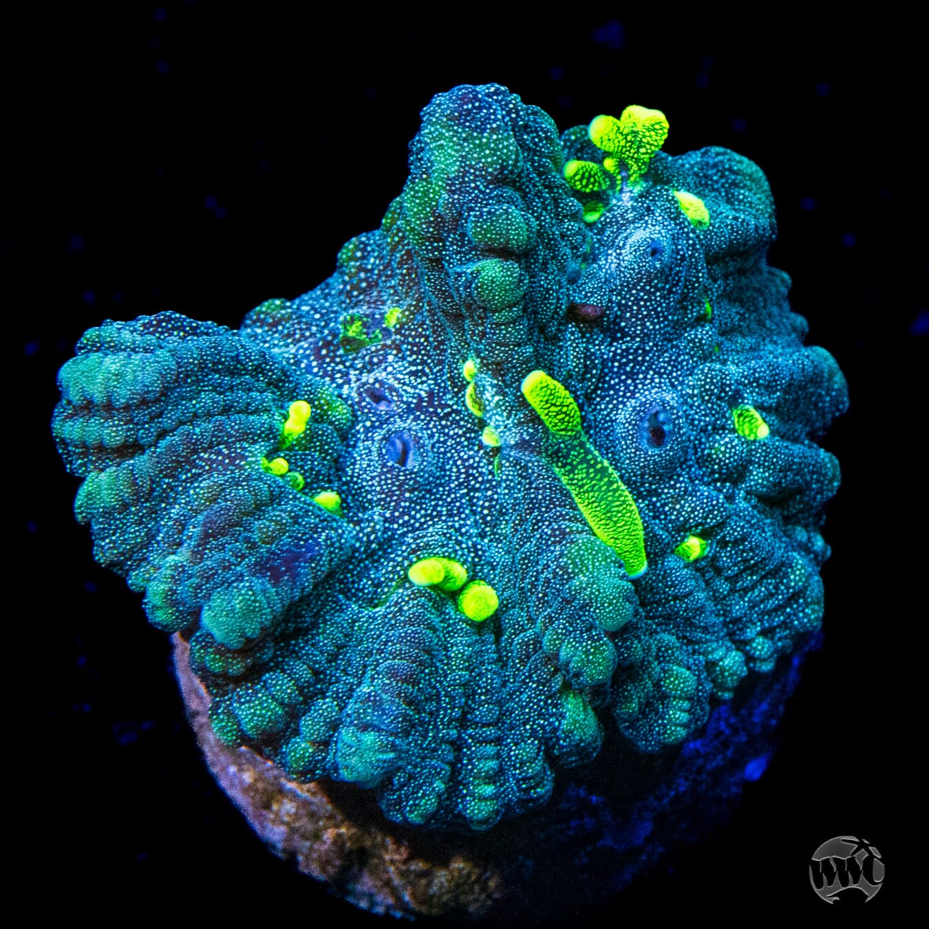 WWC Neon Polyp Blue Oulophyllia