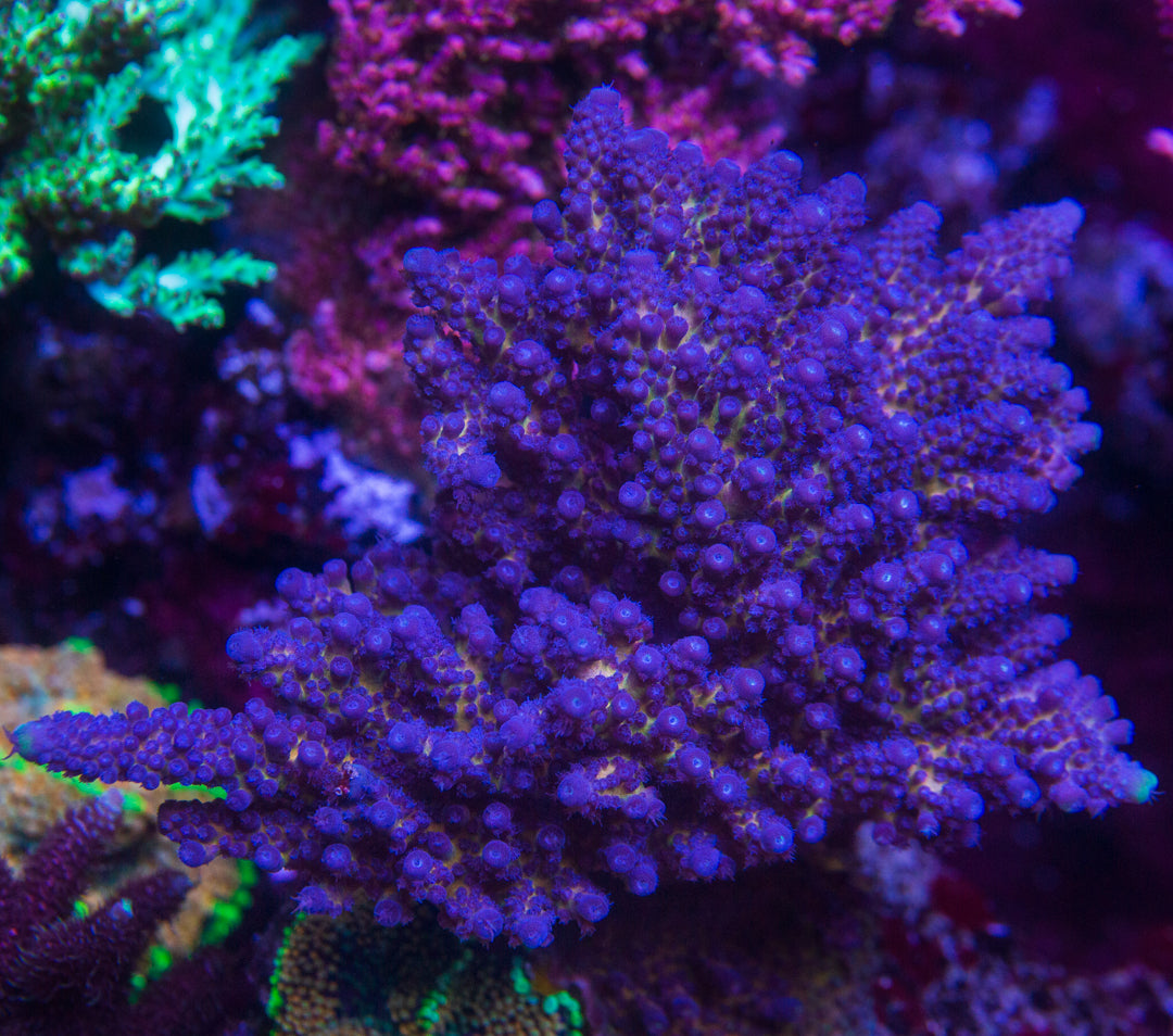 WWC Nuclear Grapes Acropora