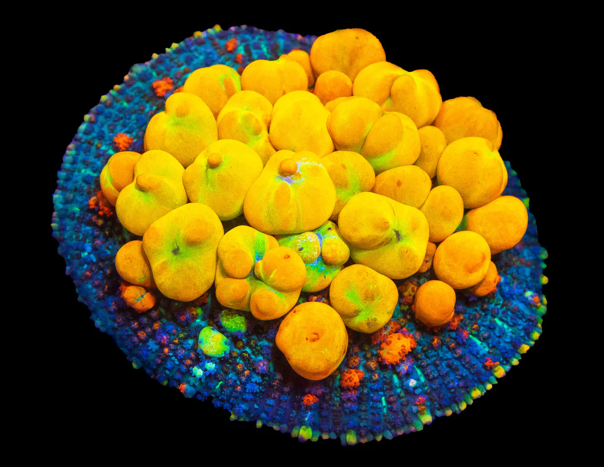 Lou's WWC OG Bounce Mushroom