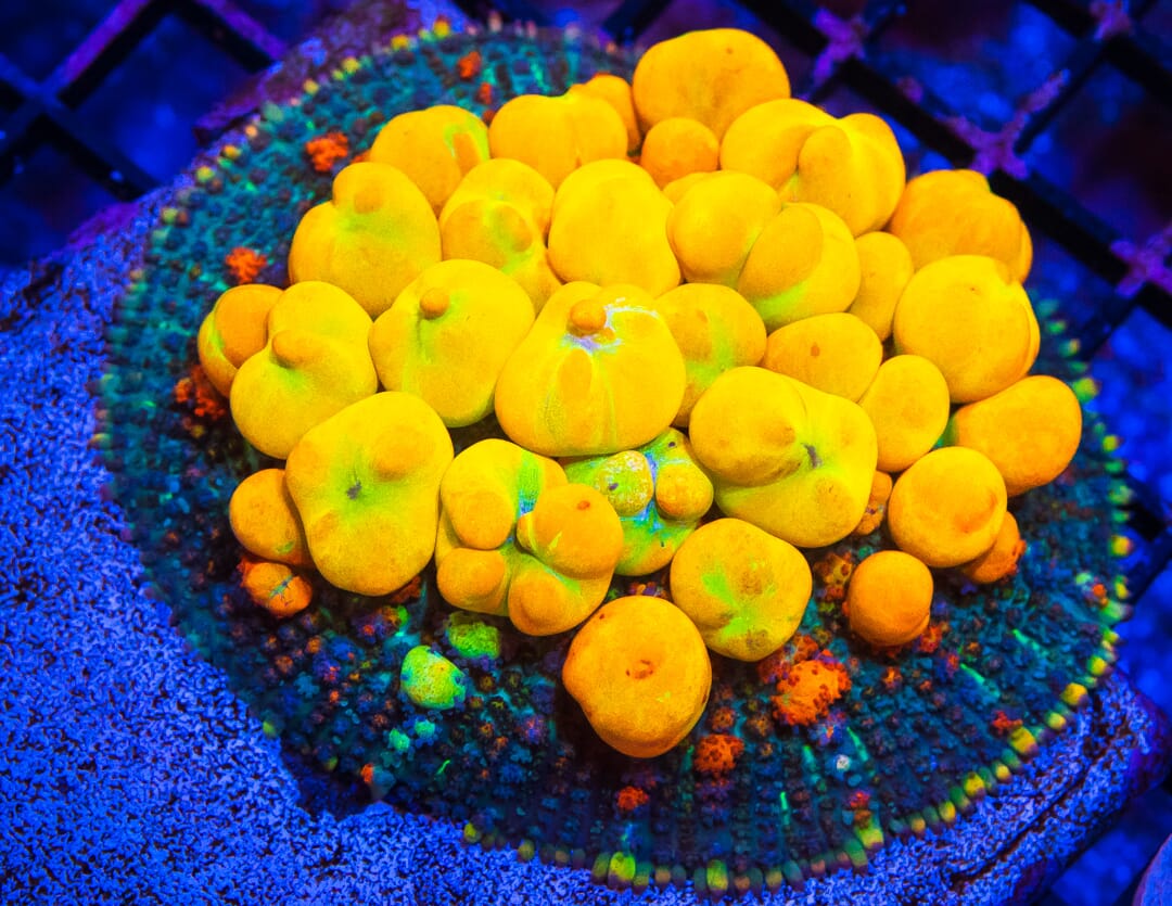 WWC OG Bounce Mushroom - Mother Colony