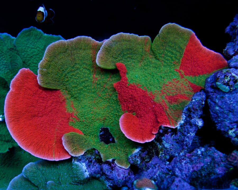 WWC OG Grafted Montipora - Mother Colony Photo