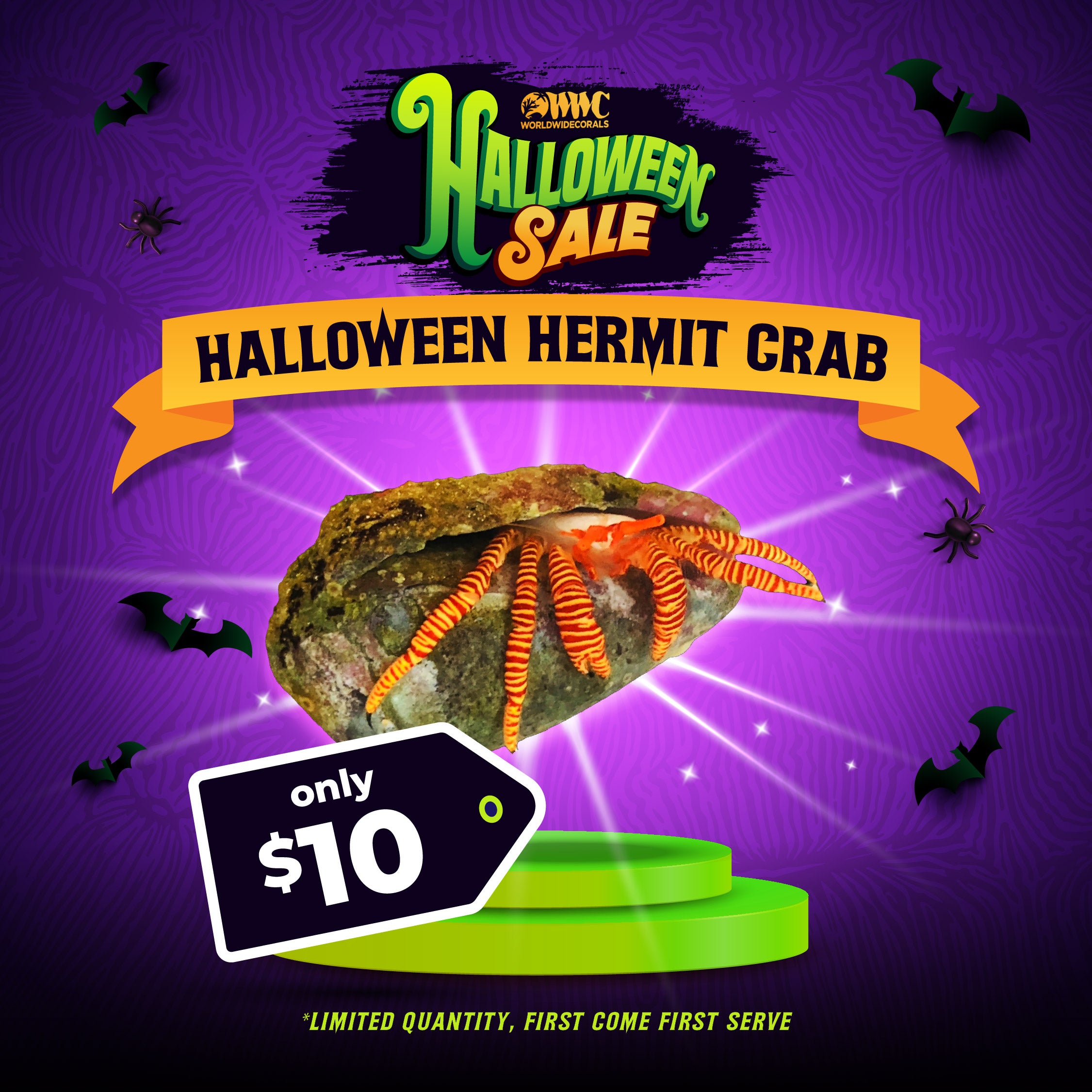 Halloween Hermit Crab