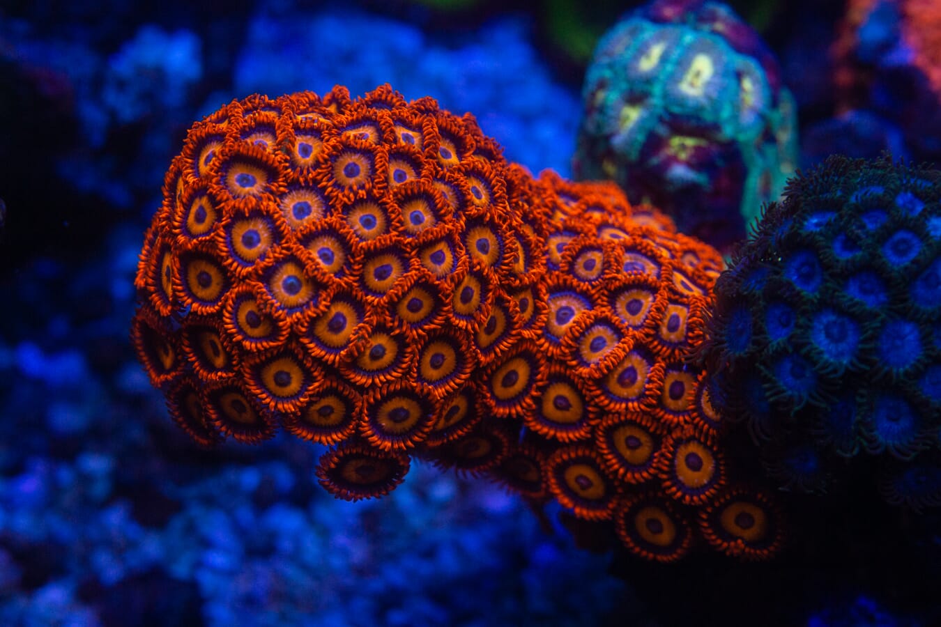 WWC Oxide Zoanthids - Mother Colony