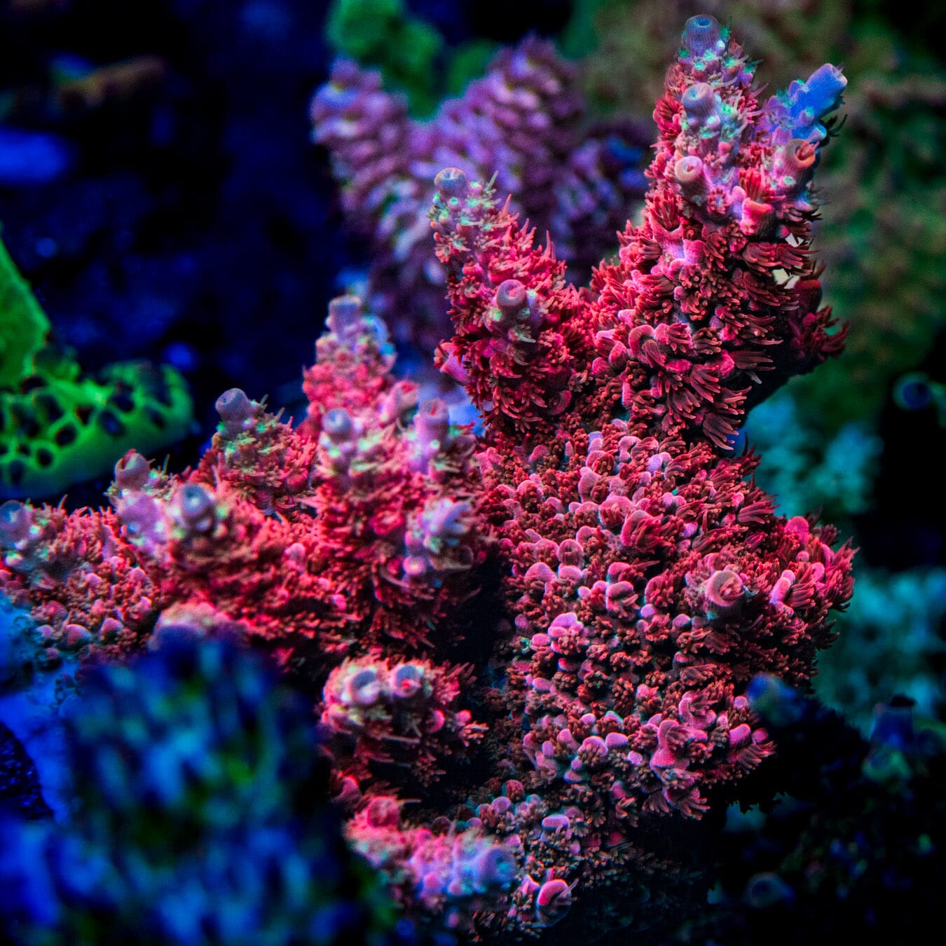 WWC Pantera Rosa Acropora - Mother Colony Photo