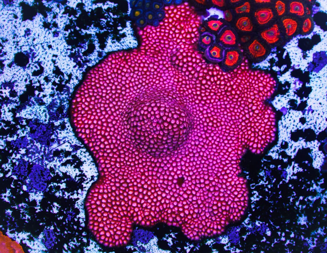 WWC Peppermint Cyphastrea - Mother Colony Photo