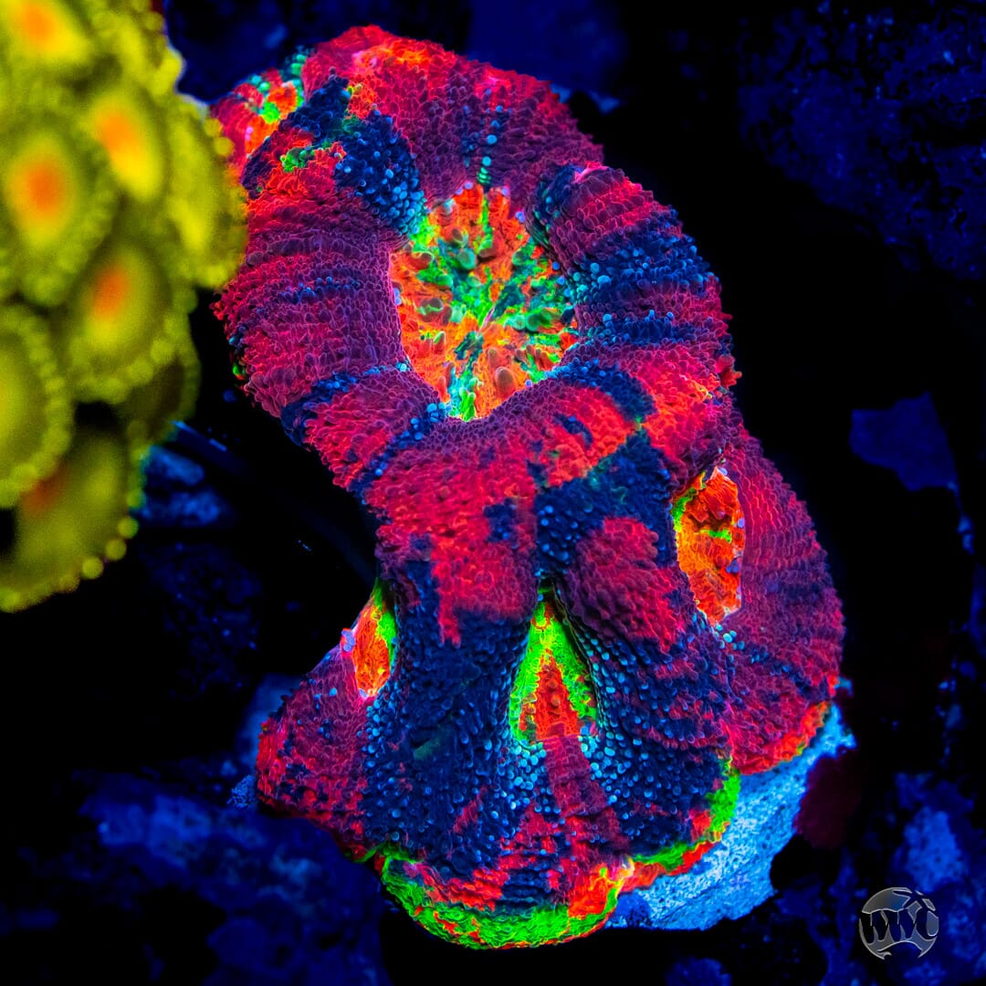 WWC Pit Viper Bowerbanki - Mother Colony