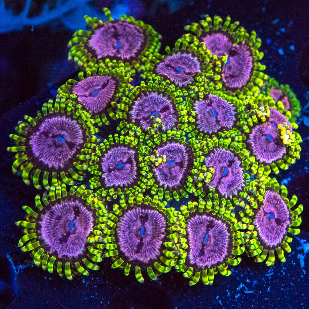 WWC Purple Monster Zoanthids - Mother Colony