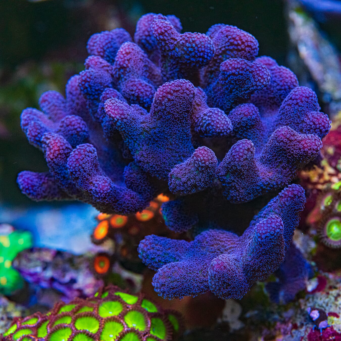 WWC Purple Stylophora Coral