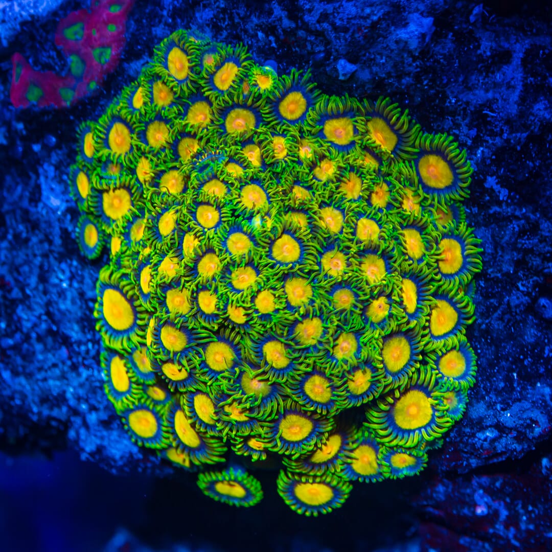 WWC Queen Midas Zoanthids