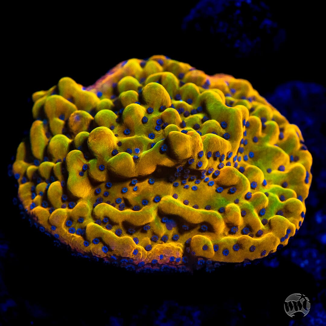 WWC Quicksand Montipora - Mother Colony Photo