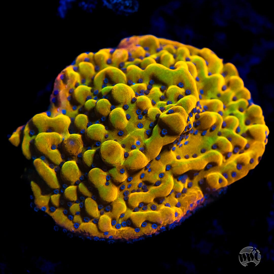 WWC Quicksand Montipora Coral | World Wide Corals