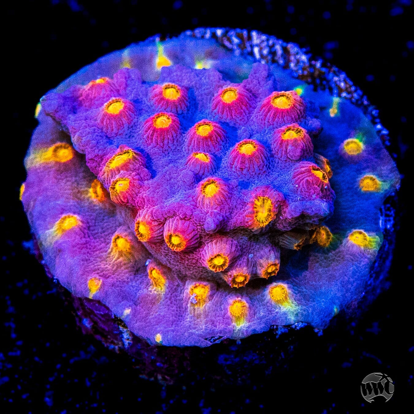 WWC Rainbow Madness Cyphastrea Coral