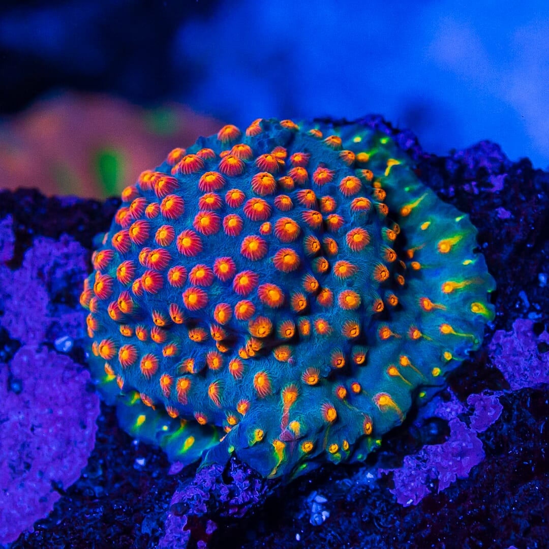 WWC Rainbow Madness Cyphastrea Coral