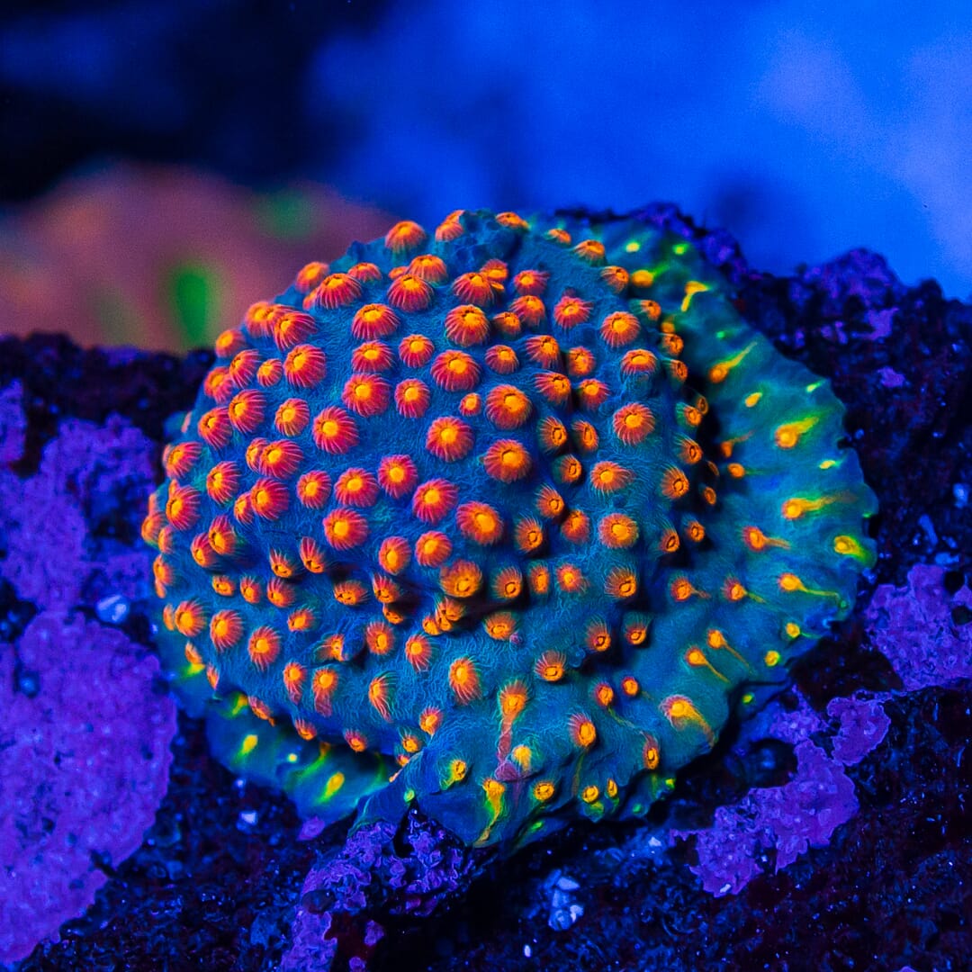 WWC Rainbow Madness Cyphastrea - Mother Colony Photo